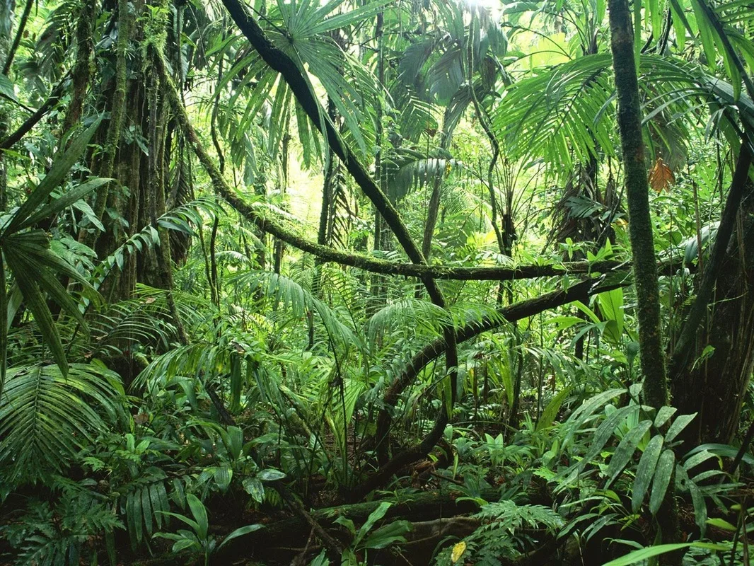 Review – Raising the Vegetal Question (Hollis Phelps)